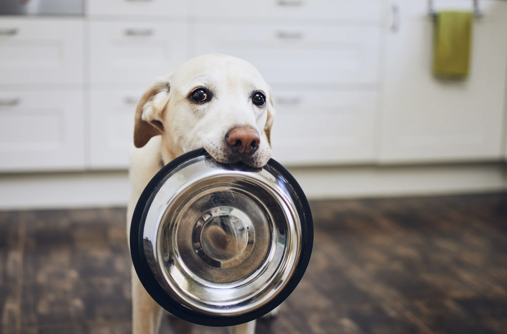 Pâté pour chien haut de gamme : comment le choisir ?