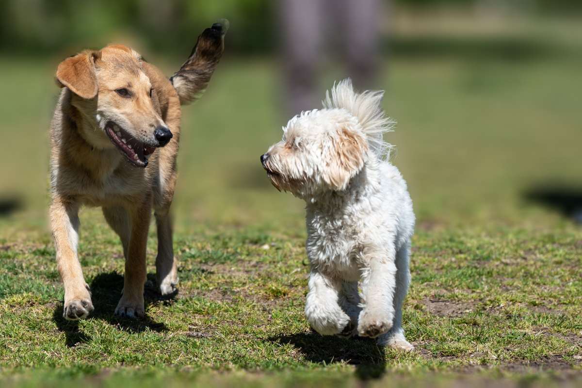 Acheter une maison avec 2 chiens - Ce qu'il faut prendre en compte