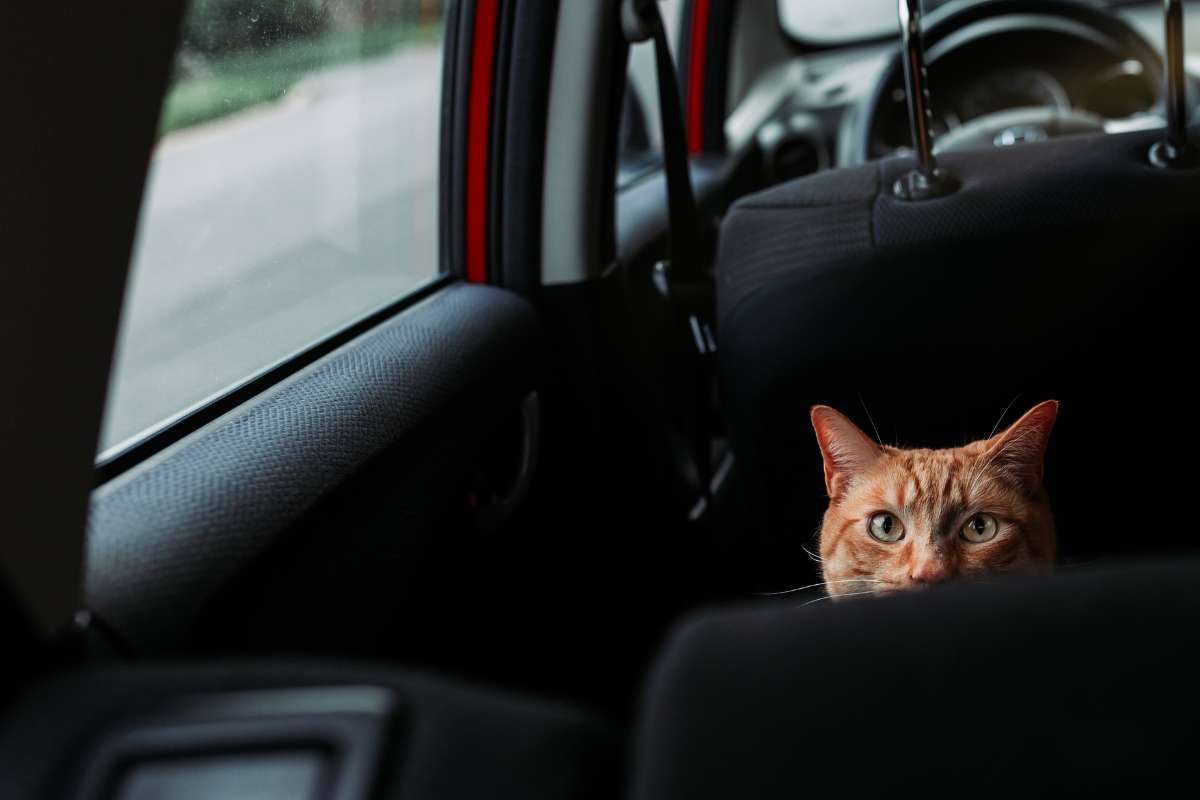 Comment cohabiter avec son chat dans les transports ?